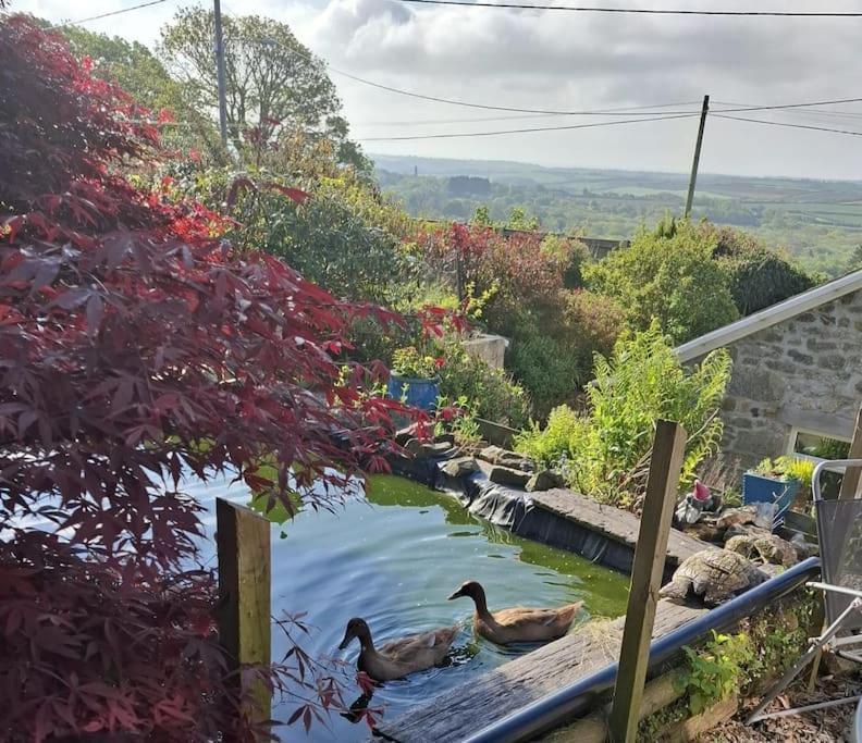 Cosy Cornish Cabin เซนต์ออสเทลล์ ภายนอก รูปภาพ