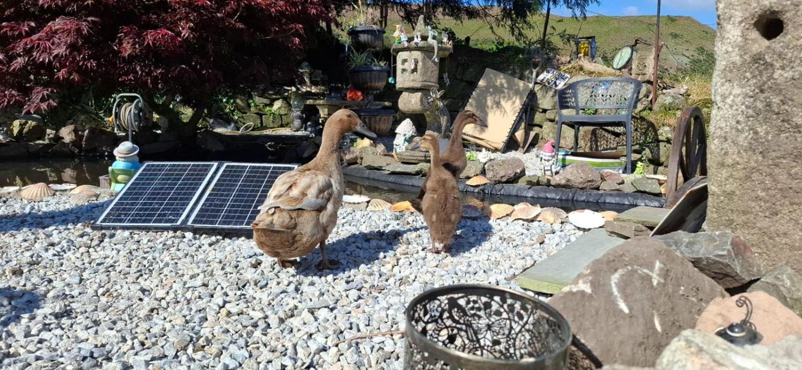 Cosy Cornish Cabin เซนต์ออสเทลล์ ภายนอก รูปภาพ